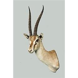 MWF499 - EXOTIC BIG GAME TAXIDERMY MOUNT - Mount of a Thomson's Gazelle