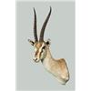 Image 2 : MWF499 - EXOTIC BIG GAME TAXIDERMY MOUNT - Mount of a Thomson's Gazelle