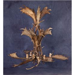 Moose Antler Chandelier