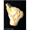 Image 2 : Creature Head Casting