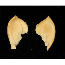Star Trek Spock Ears