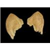 Image 1 : Star Trek Romulan Ears