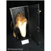 Image 1 : Billie Burke's Max Factor Wig in Carrying Case