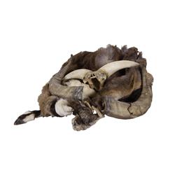Bharral Sheep Hide & 2 Sets of Horns