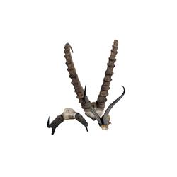 Collection of 3 Horns One Gazelle and others.One Gazelle and others.
