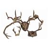 Image 1 : Collection of 6 Sets of Deer Antlers