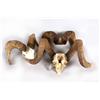 Image 1 : 3 Sets of Big Horn Sheep Horns One European mount with skull.One European mount with skull.