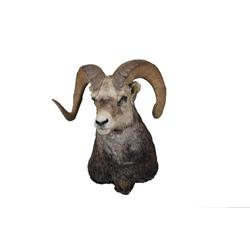 Big Horn Sheep Shoulder Mount, 23" Spread