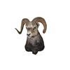 Image 1 : Big Horn Sheep Shoulder Mount, 23" Spread