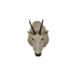 White Mountain Goat Shoulder Mount In overall good condition and small damage to ear.In overall good