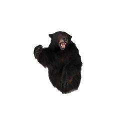 Black Bear Shoulder Mount In overall good condition, claws are intact, small loss to one ear.In over