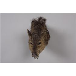 Lot of 2 Shoulder Mount Wild Boar Heads