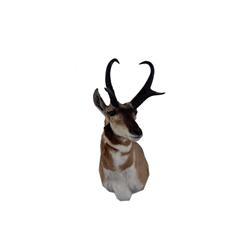 Pronghorn Head Mount