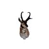 Image 1 : Pronghorn Head Mount