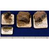 CO - Crisman,Boulder County - Gold Ore Specimens - Crisman, Colorado