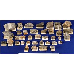 NV - Virginia City,Storey County - Miscellaeous Species - Virginia City, Nevada