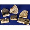 Image 2 : Miscellaneous Specimens - Europe (Northern)