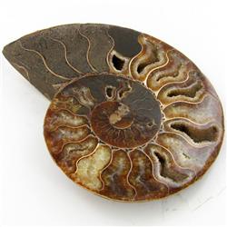 1495ct Opalized Crystalized Lg Ammonite Cut Half (MIN-000031)