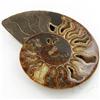 Image 1 : 1495ct Opalized Crystalized Lg Ammonite Cut Half (MIN-000031)