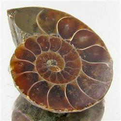 34.69ct Opalized Prehistor Ammonite Jewelry Half (GEM-31865)