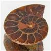 17.59ct Opalized Prehistor Ammonite Jewelry Half (GEM-30462)