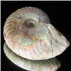 Image 2 : 230ct Opalized Ammonite Full Uncut (MIN-000253)