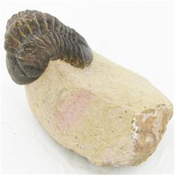 1555ct Fossilized Tribolite On Base Material (MIN-000236)