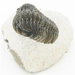 1430ct Fossilized Tribolite On Base Material (MIN-000224)