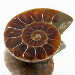 31.55ct Opalized Prehistor Ammonite Jewelry Half (GEM-30357)