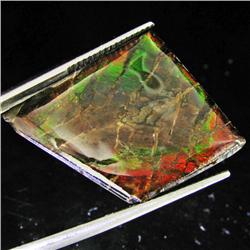 15.60ct Rare Glowing Multi-color Ammonite Triplet (GEM-31998)