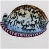 Image 2 : ETCHING GREAT SIZE VALUE $$ ONLY $25 SALE