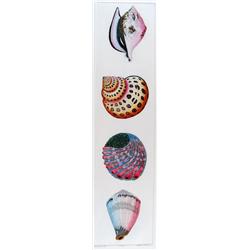 SEA SHELLS HAND COLORED ETCHING HUGE SALE