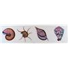 Image 1 : SEA SHELLS HAND COLORED ETCHING HUGE SALE
