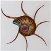 Image 2 : SEA SHELLS HAND COLORED ETCHING HUGE SALE