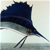 Image 2 : HUGE SAIL FISH HAND COLORED LTD EDITION ETCHING