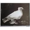 Image 1 : RARE PABLO PICASSO WHITE BIRD SIGNED LITHOGRAPH
