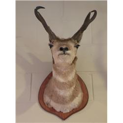 Antelope Mount