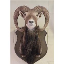 Ram Mount
