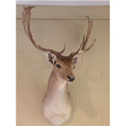 Fallow Deer