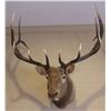 Image 1 : Elk 6X6 Mount