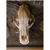 Image 10 : Grizzly Bear with skull