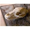 Image 11 : Grizzly Bear with skull