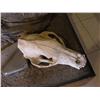 Image 12 : Grizzly Bear with skull
