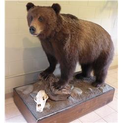 Grizzly Bear with skull