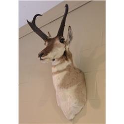 Antelope Mount