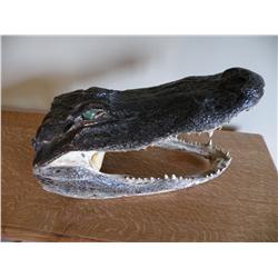 Crocodile Head