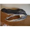 Image 3 : Crocodile Head