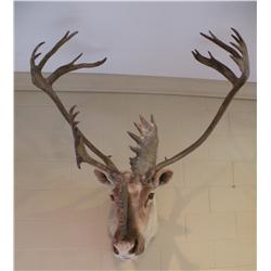 Timber Caribou