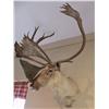 Image 2 : Timber Caribou