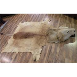 African Lion hide